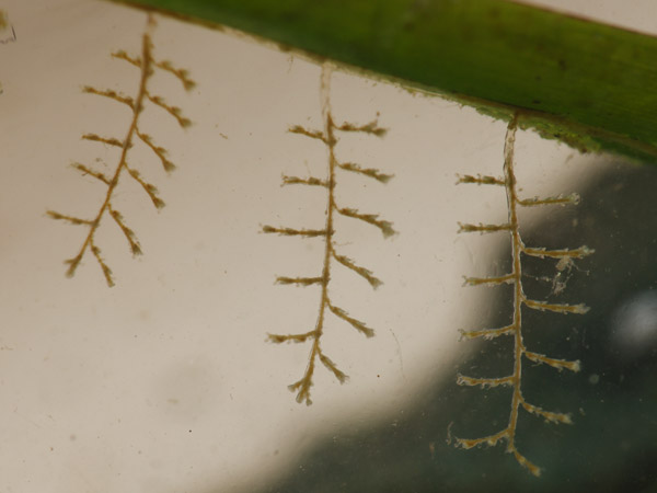 Aglaophenia arpago, Mare Egeo, 06.2011